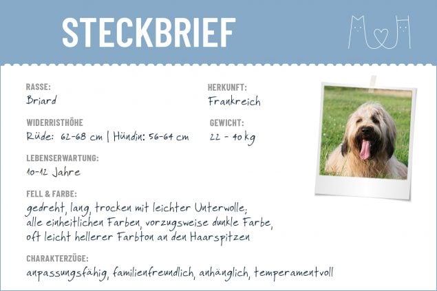 Steckbrief Briard