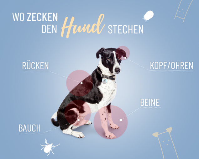 Zecken beim Hund