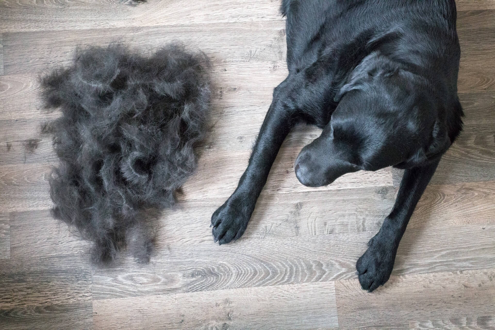 fellwechsel-beim-hund-so-k-nnt-ihr-eure-fellnase-unterst-tzen