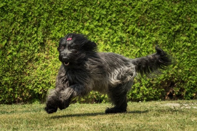 Briard rennt durch den Garten