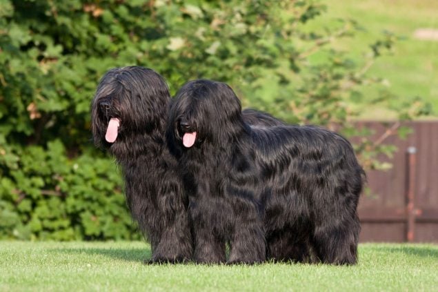 Zwei Schwarze Briard Hunde im Garten