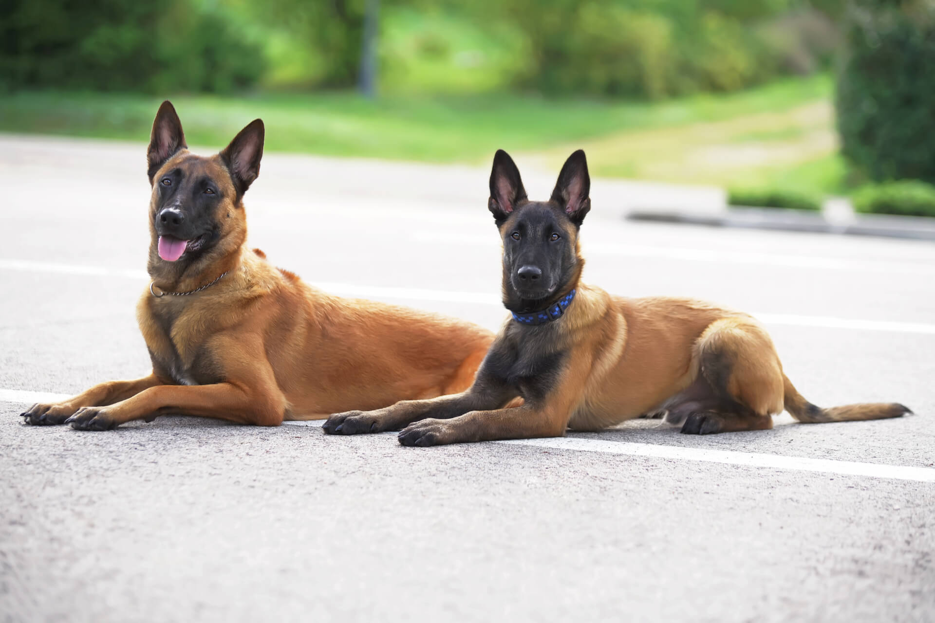 Malinois Steckbrief | Geschichte, Charakter &