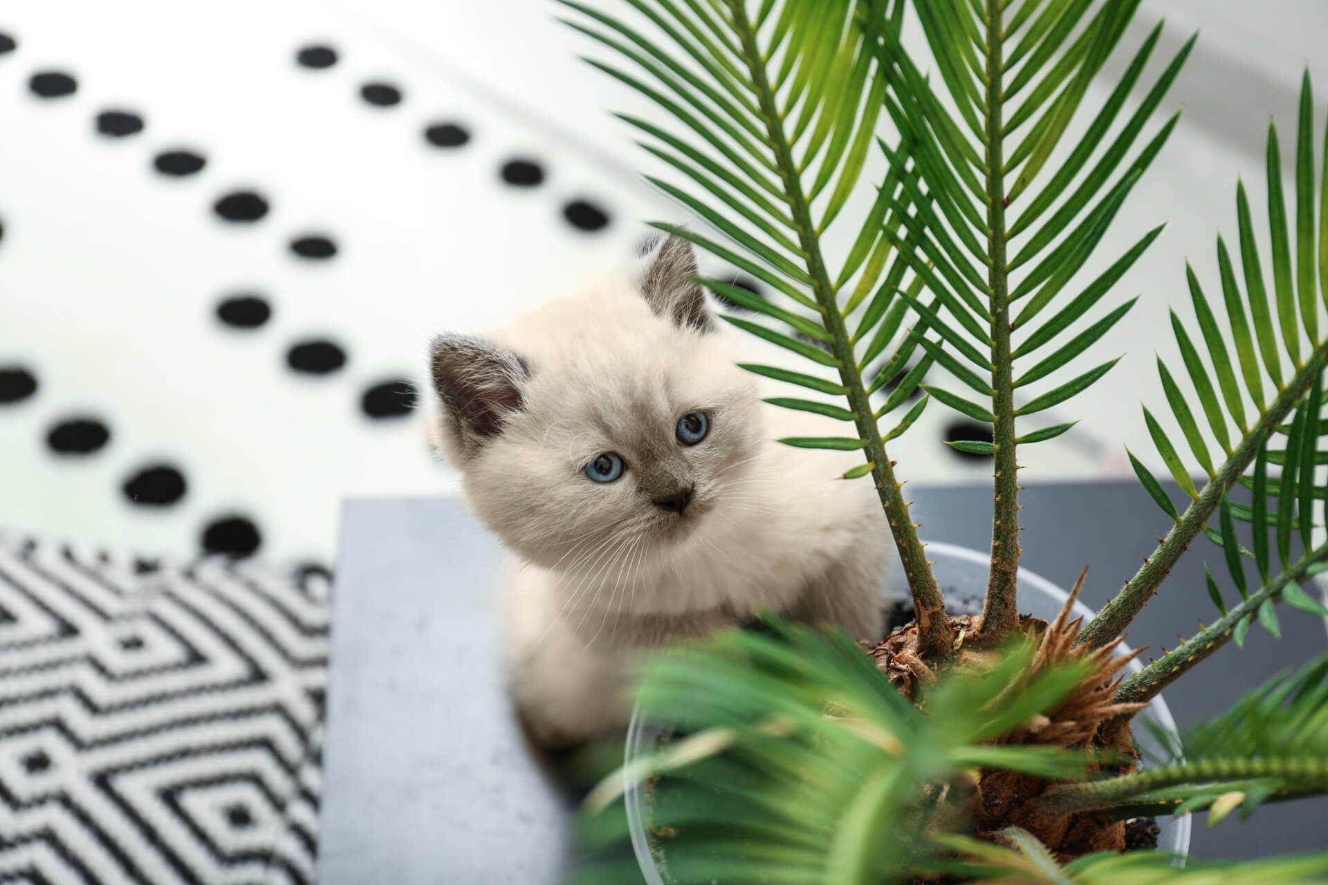 Giftige Pflanzen für Katzen So vermeidet ihr Vergiftungen