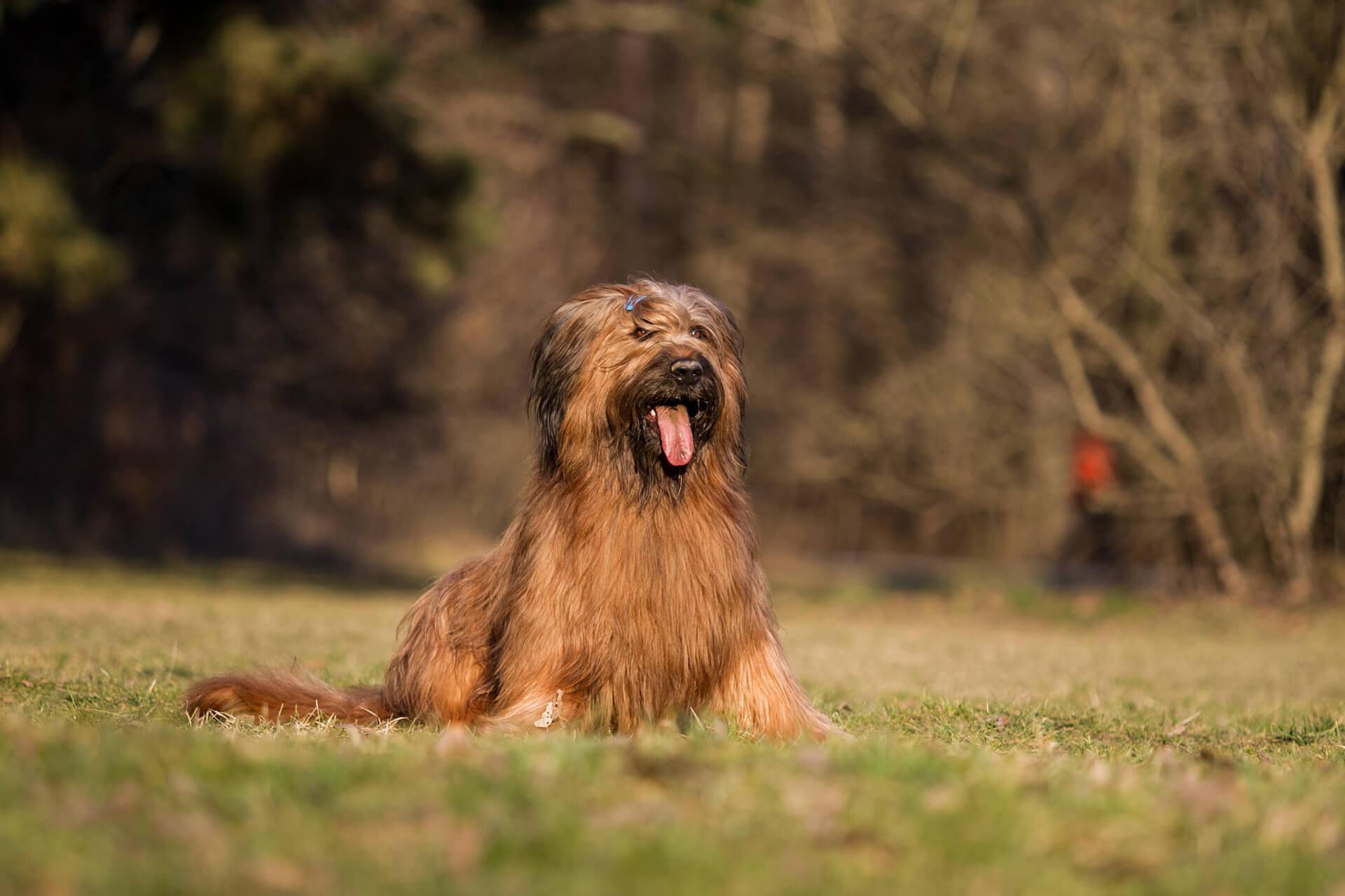 Briard