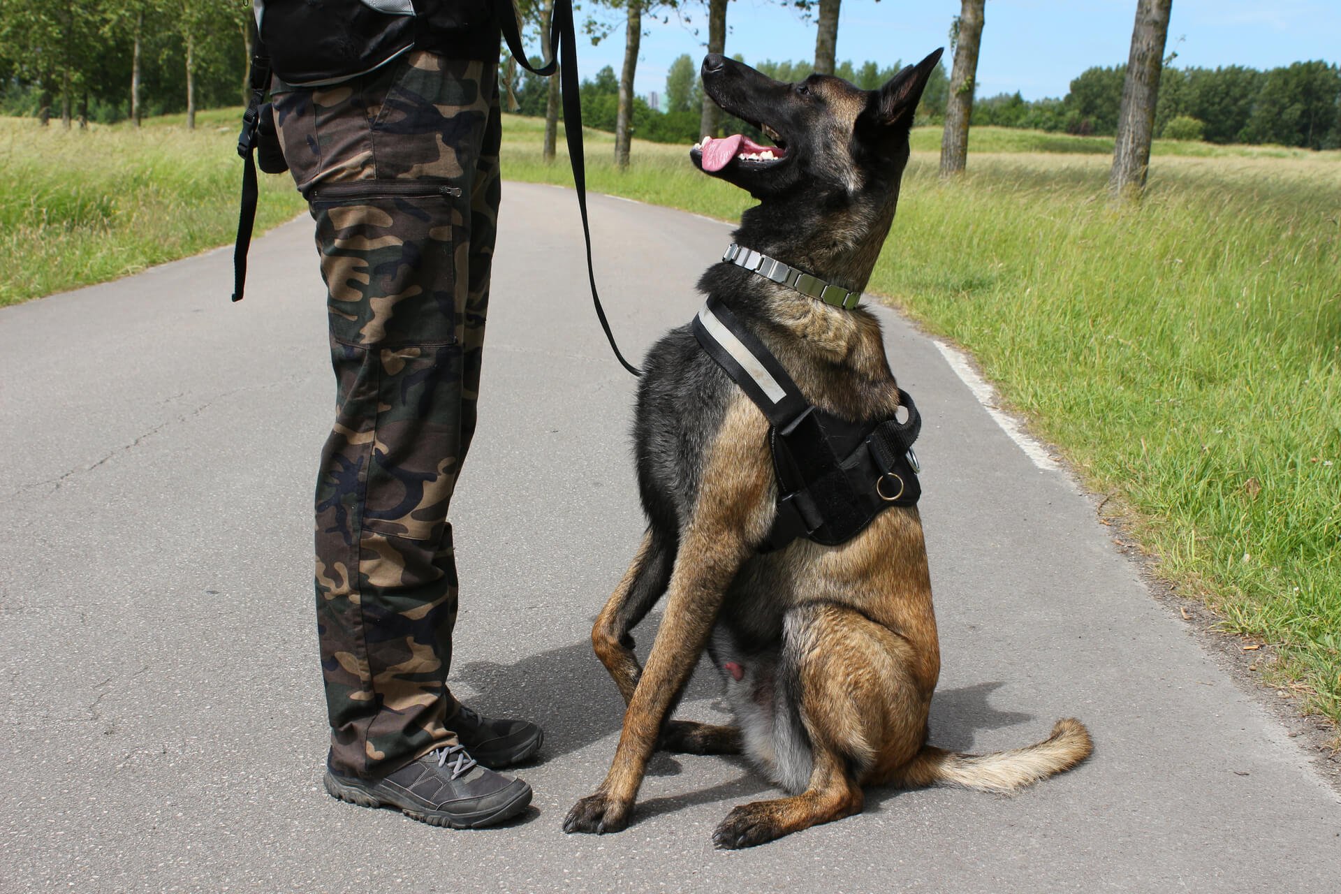 Malinois Steckbrief | Geschichte, Charakter &