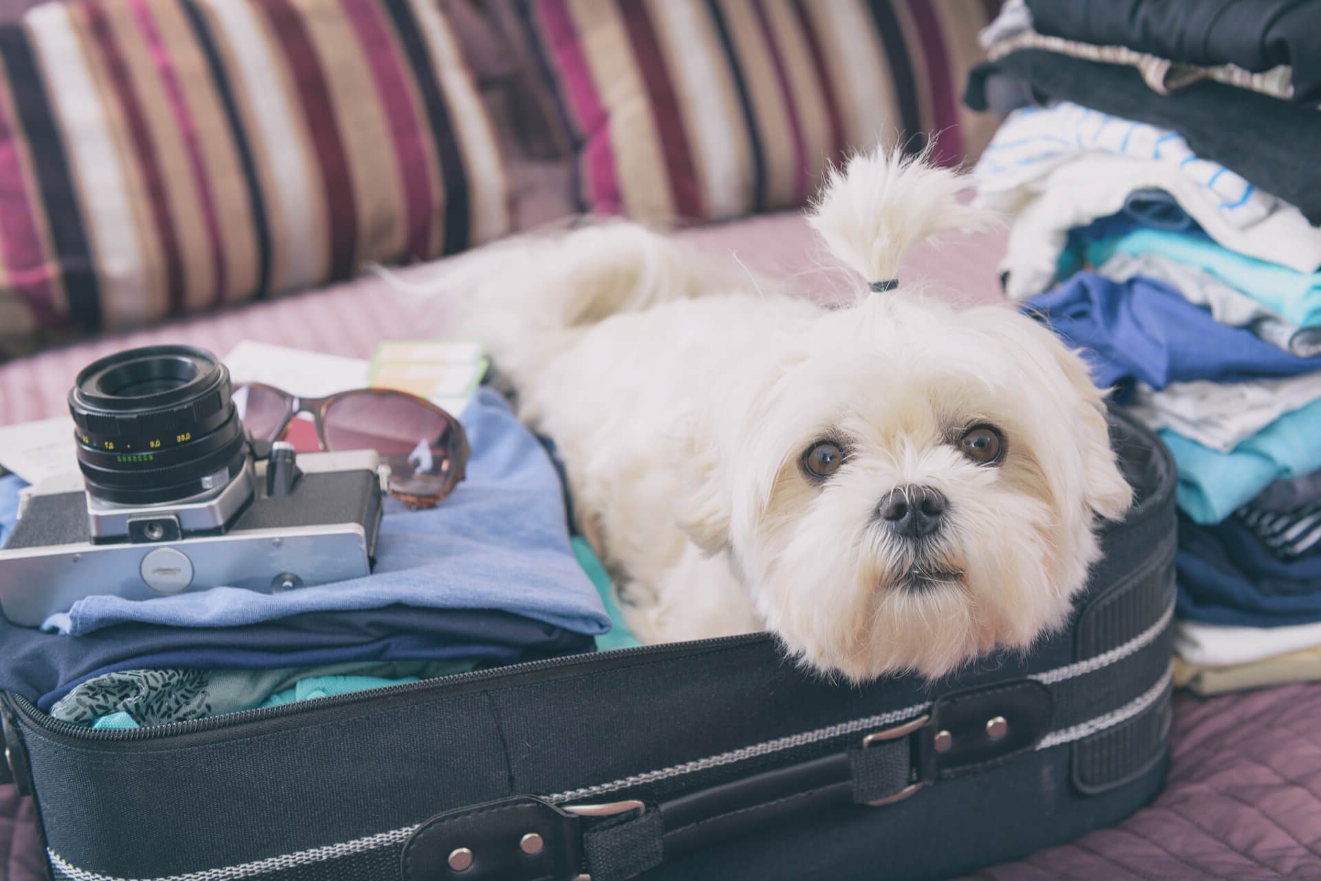 Urlaub mit Hund Checkliste für eine entspannte Reise