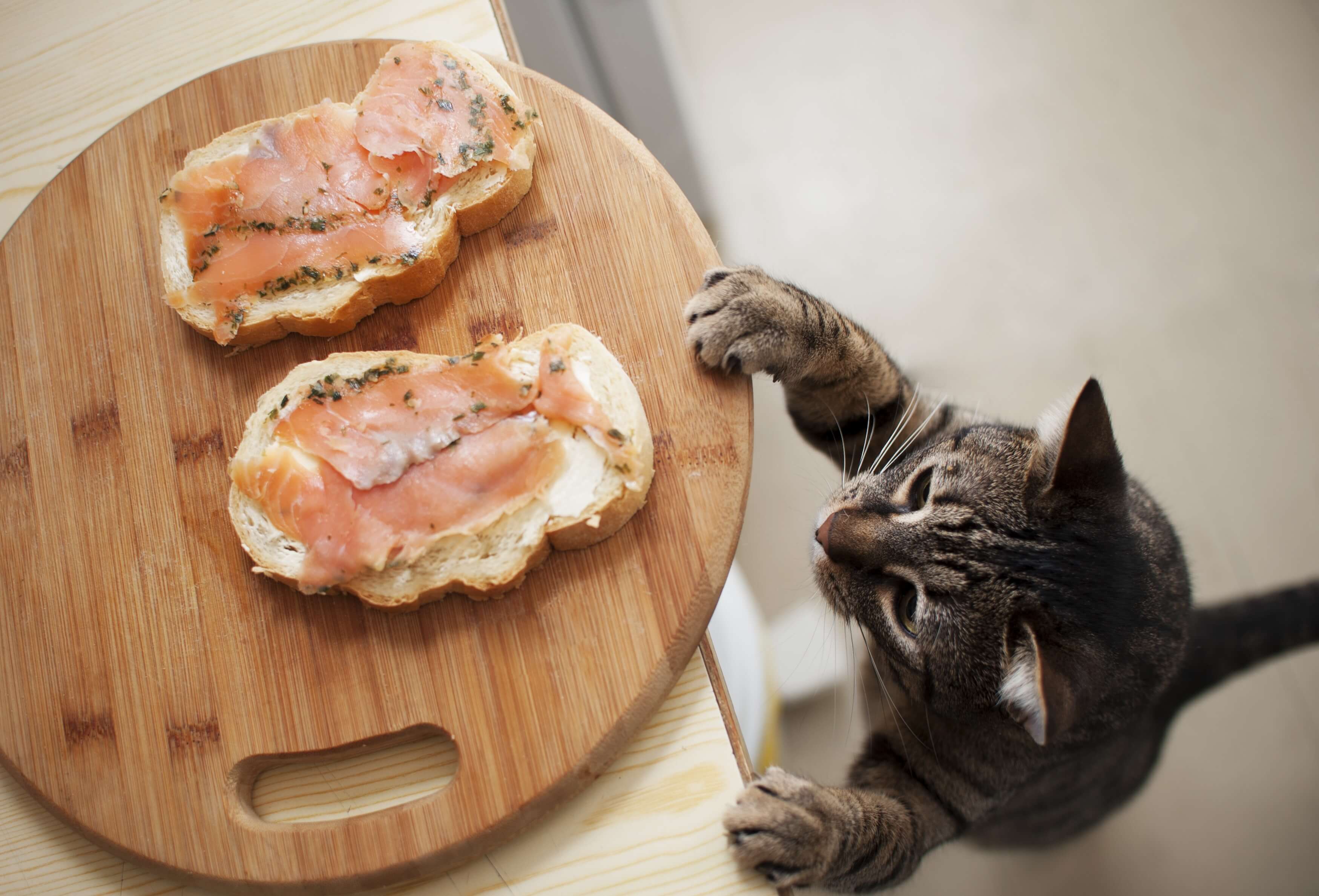 
                            Was dürfen Katzen nicht fressen? Diese 10 Lebensmittel sind giftig!
                    