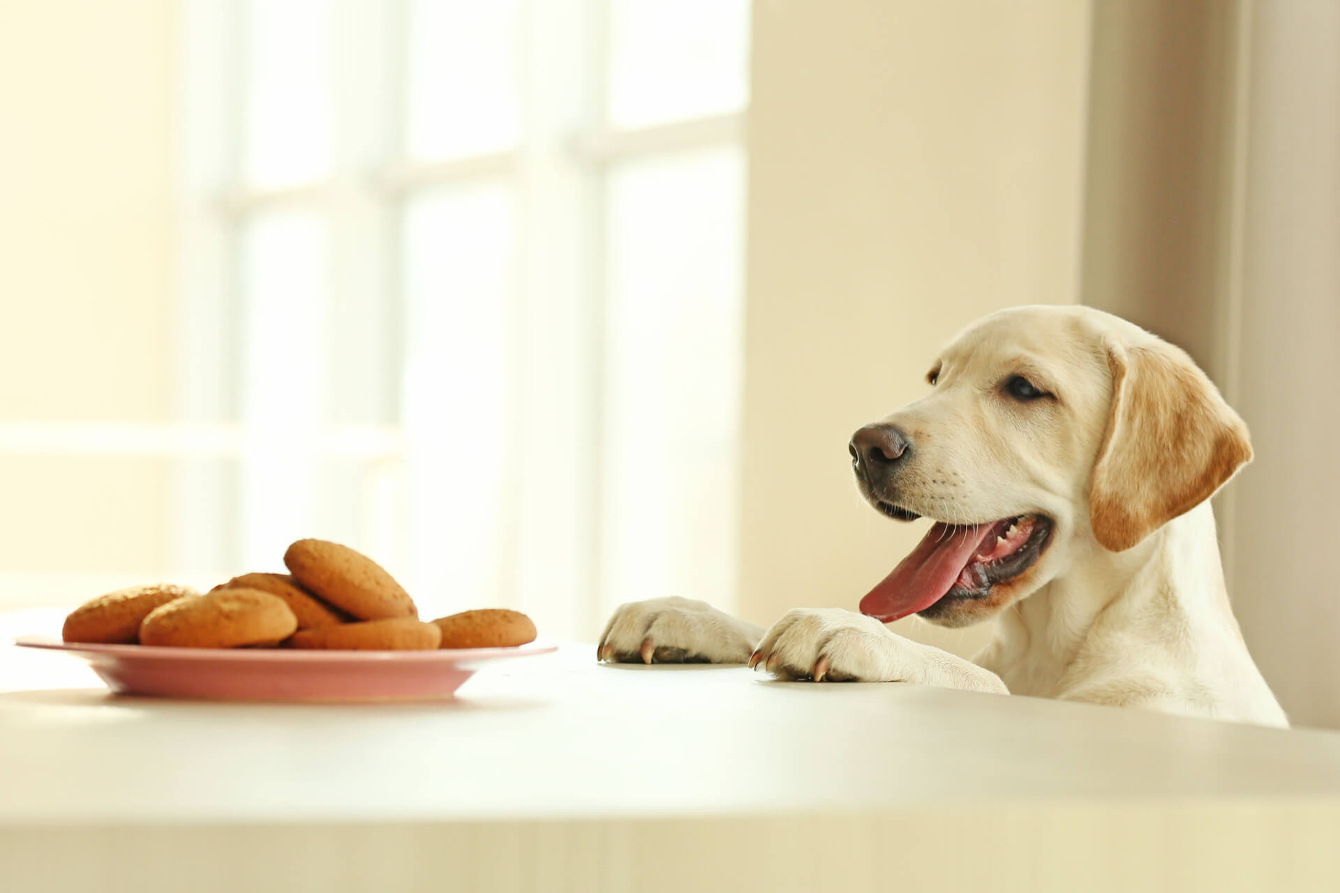 Polar Hende selv favor Was dürfen Hunde nicht essen? - 10 Giftige Lebensmittel für Hunde
