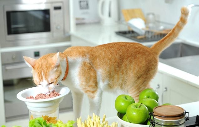 Was dürfen Katzen nicht fressen?