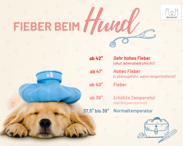 Fieber beim Hund
