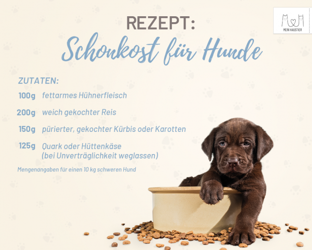 Infografik: Schonkost bei Durchfall beim Hund