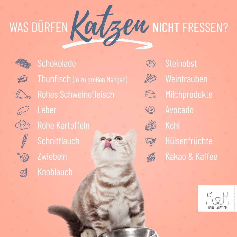 Katzen vertreiben: Was ist illegal und was dürfen Sie tun?