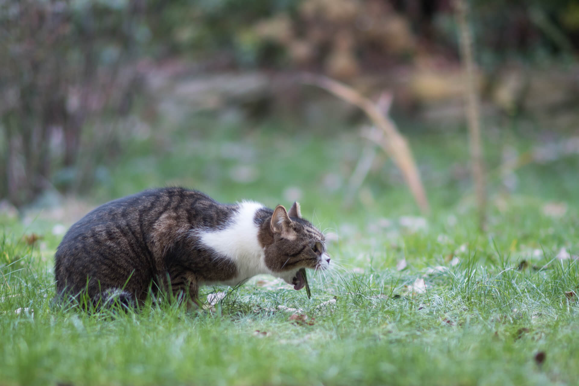 Katze erbricht mögliche Ursachen & Behandlung