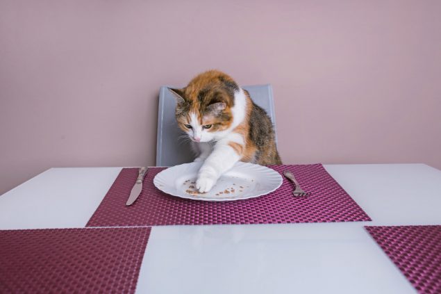 Was dürfen Katzen nicht fressen