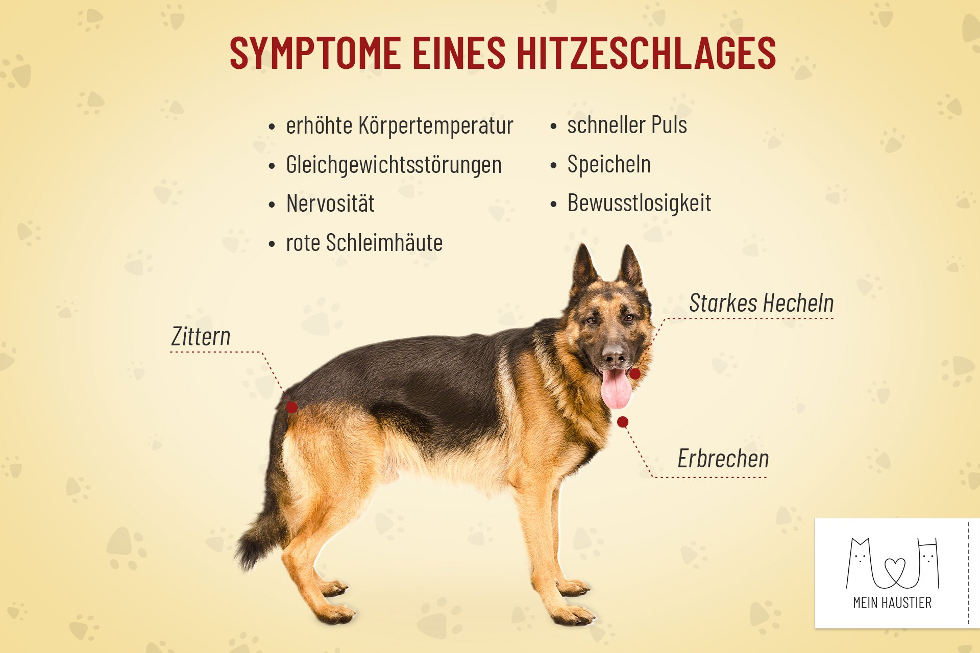 Hunde und Hitze: Darf ich Tiere im Auto lassen? 