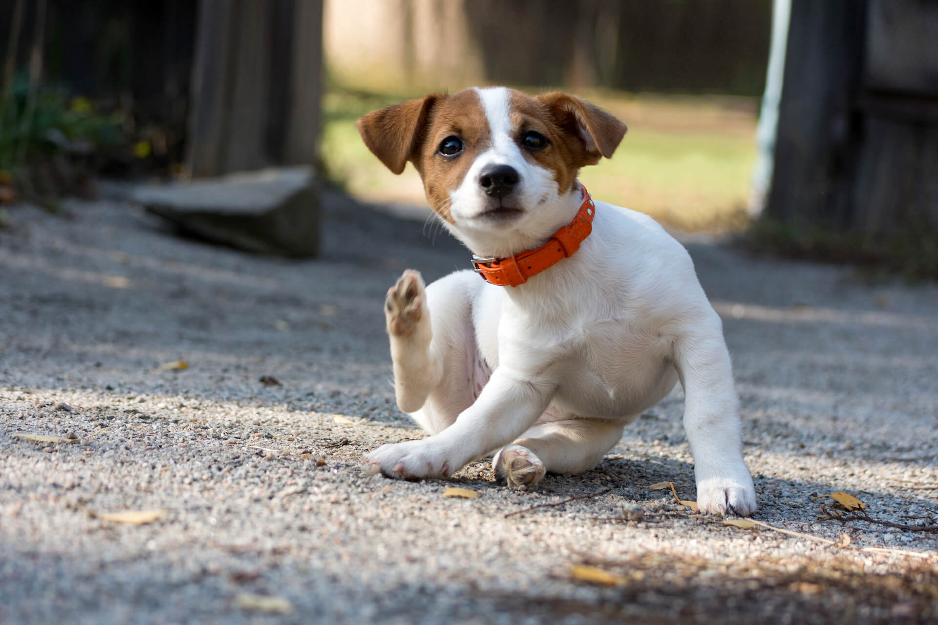 Hund kratzt sich ständig? Das sind die Ursachen von Juckreiz beim Hund