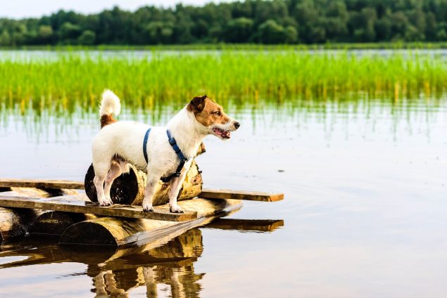 Wasservergiftung beim Hund