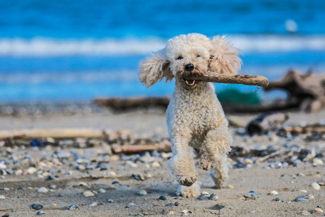 Strandurlaub mit Hund: So wird eure Reise zu einem Erfolg!