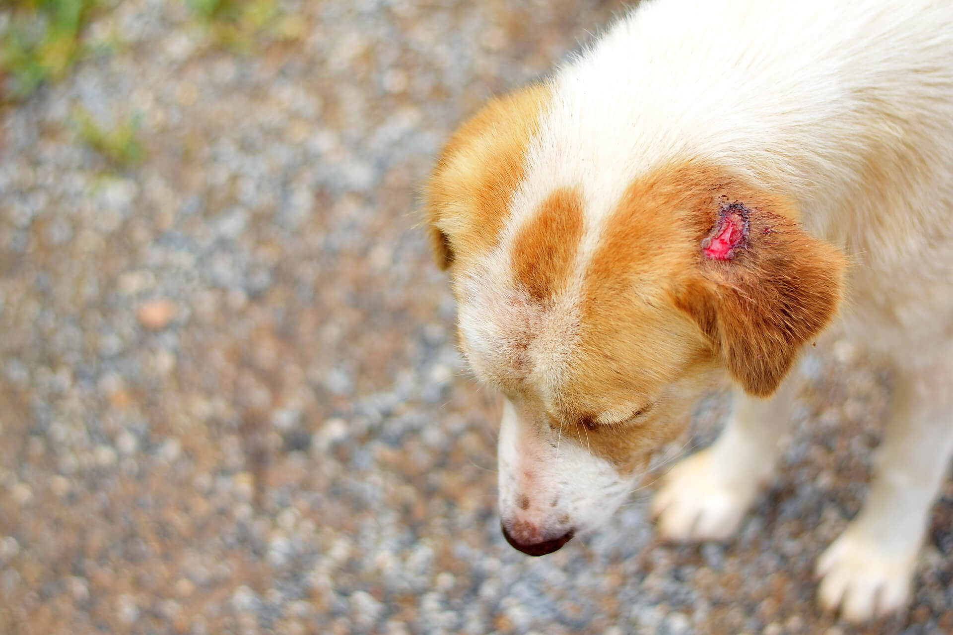 respekt radar Army Hot Spot beim Hund: Die Auslöser und Behandlung