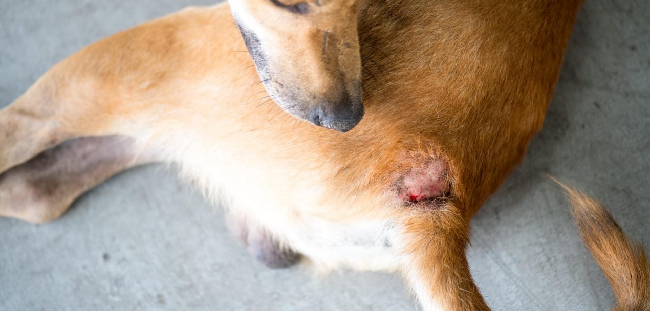 respekt radar Army Hot Spot beim Hund: Die Auslöser und Behandlung