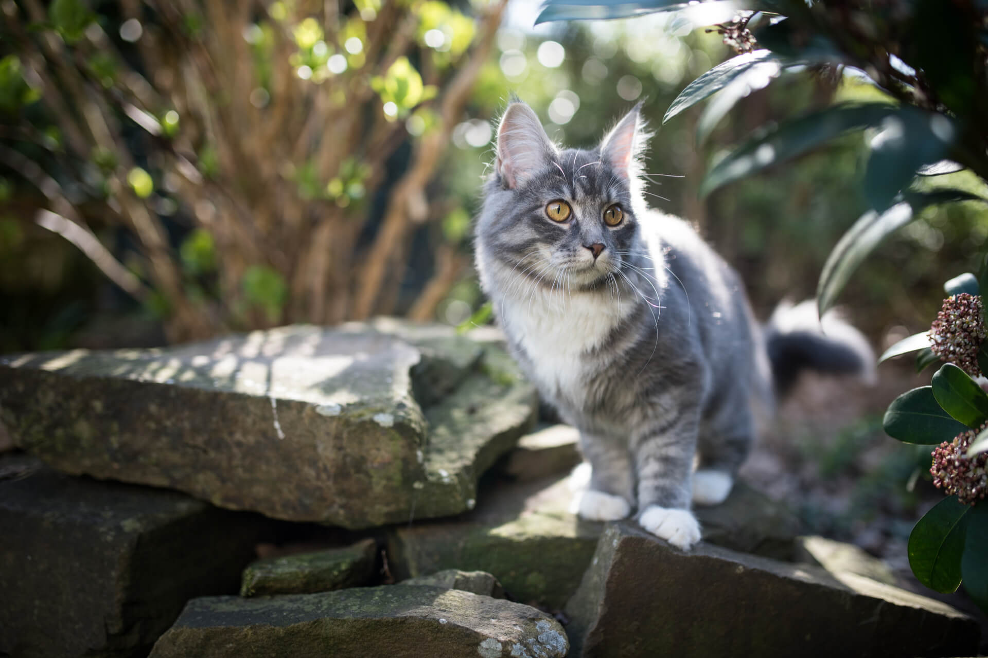 Garten katzensicher machen So funktioniert es richtig!