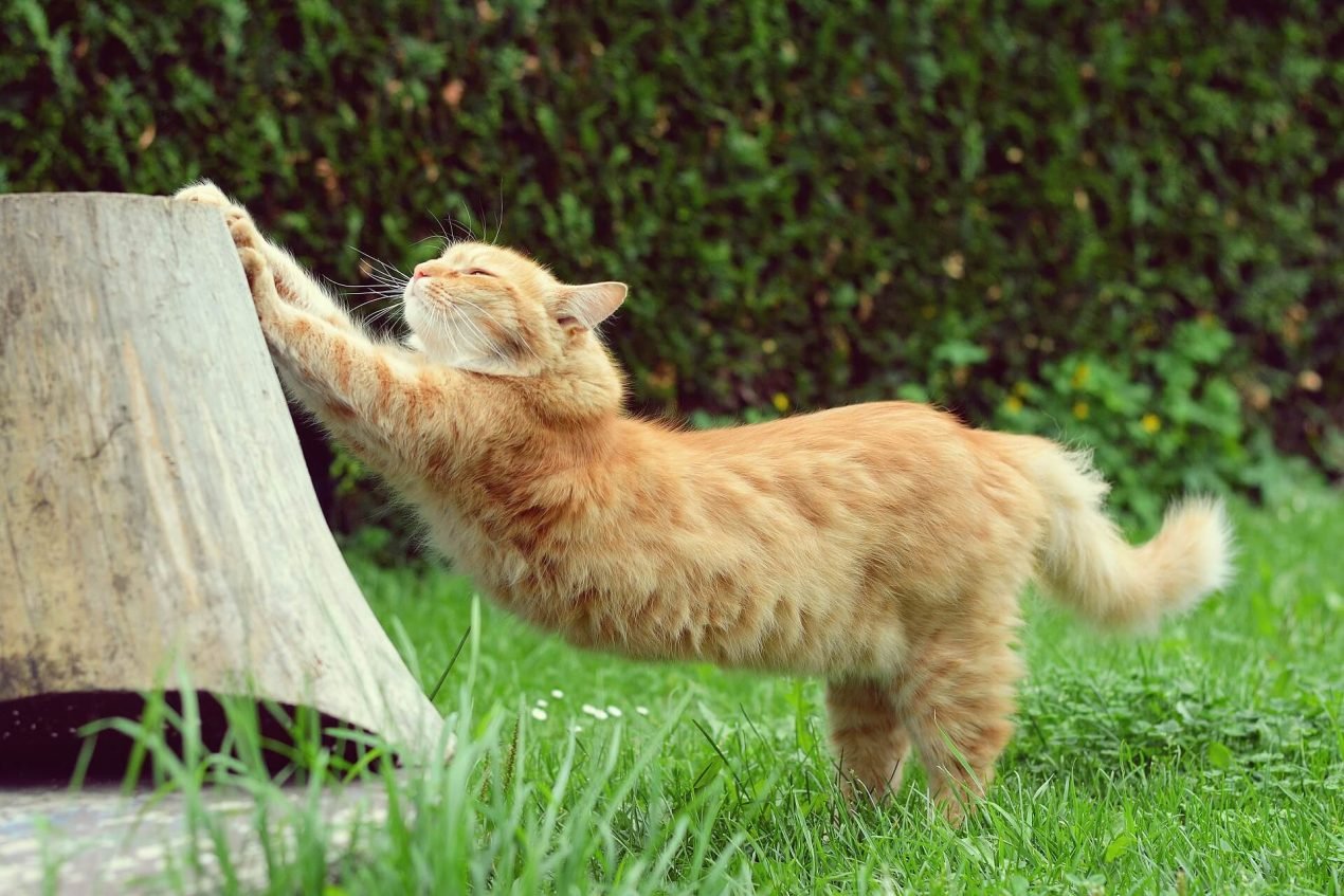 Garten katzensicher machen So funktioniert es richtig!