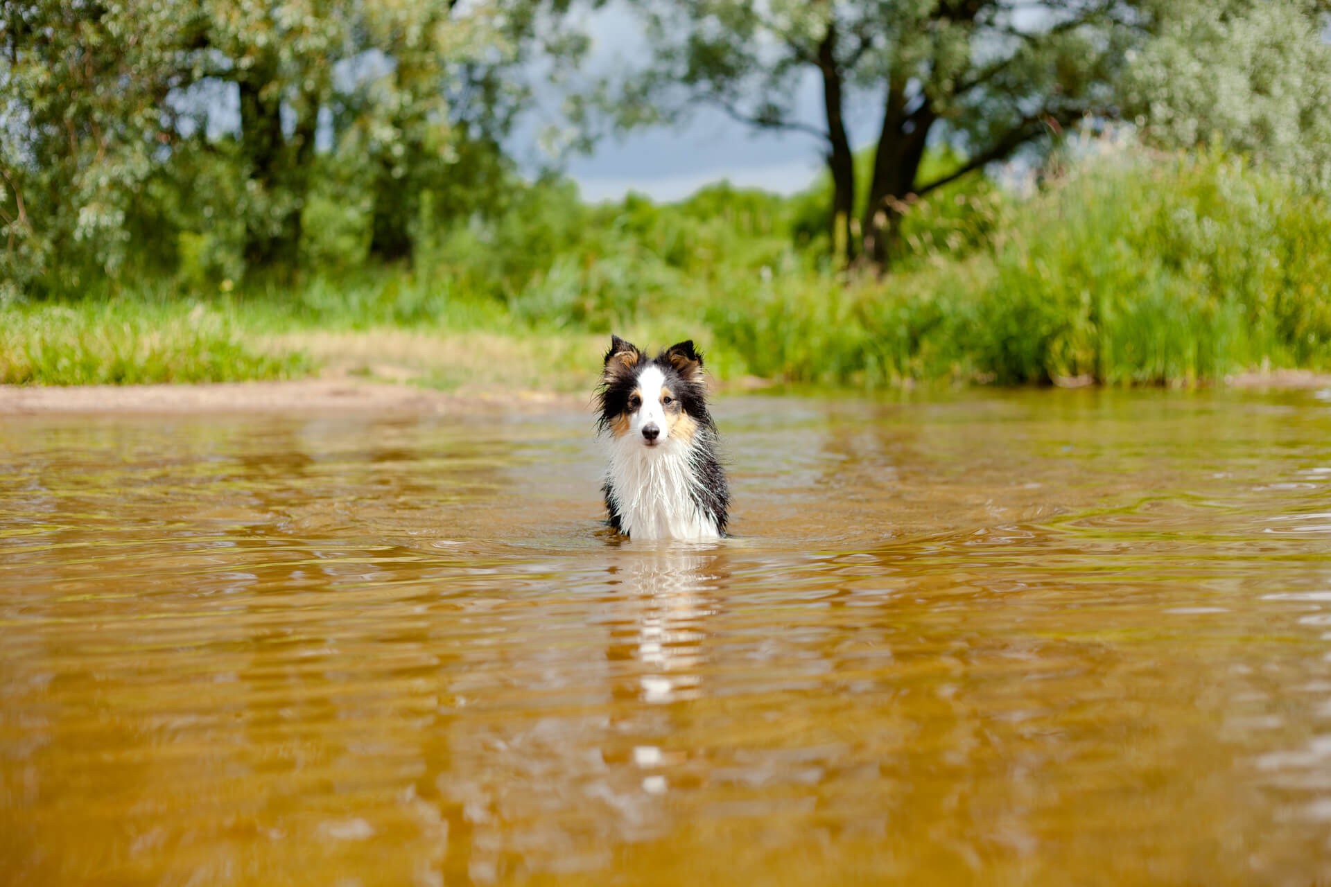 Wasservergiftung beim Hund