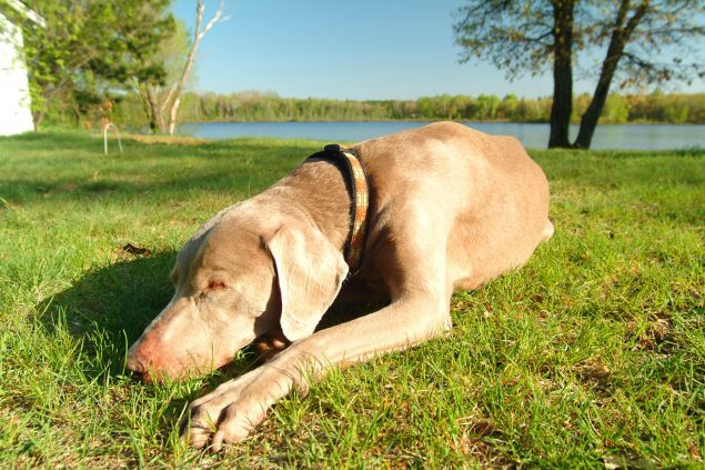 Wasservergiftung beim Hund