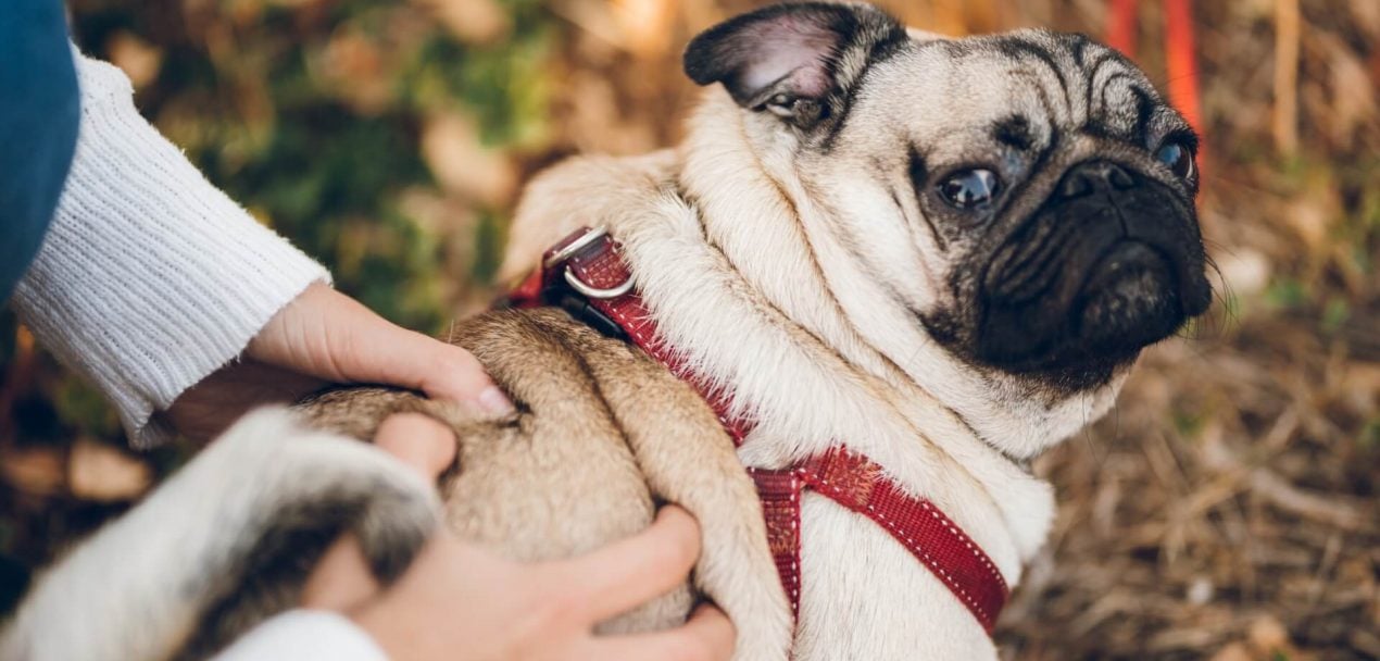 Knubbel beim Hund Hat mein Hund einen Tumor oder gibt es andere Auslöser?