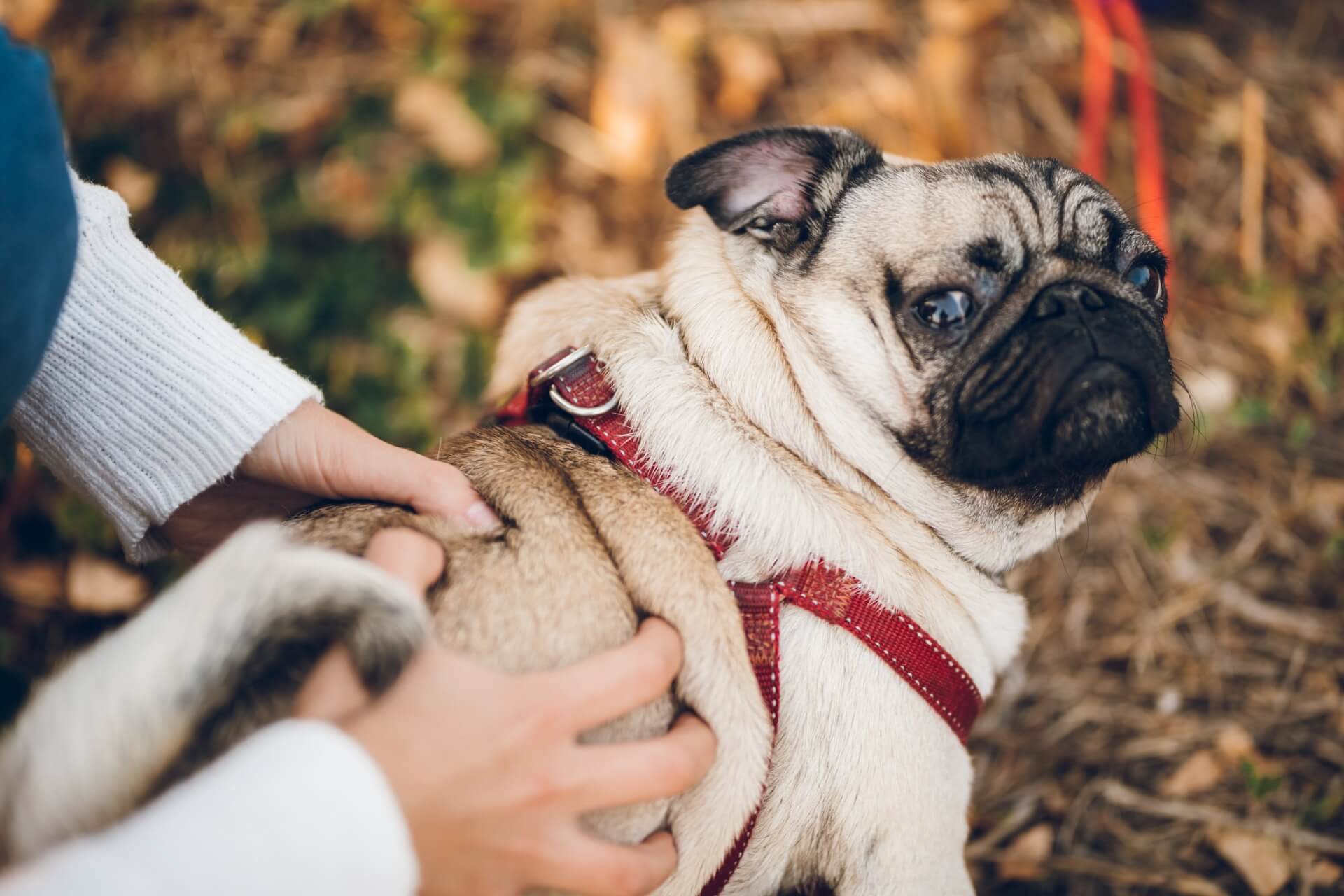 Knubbel beim Hund Hat mein Hund einen Tumor oder gibt es andere Auslöser?