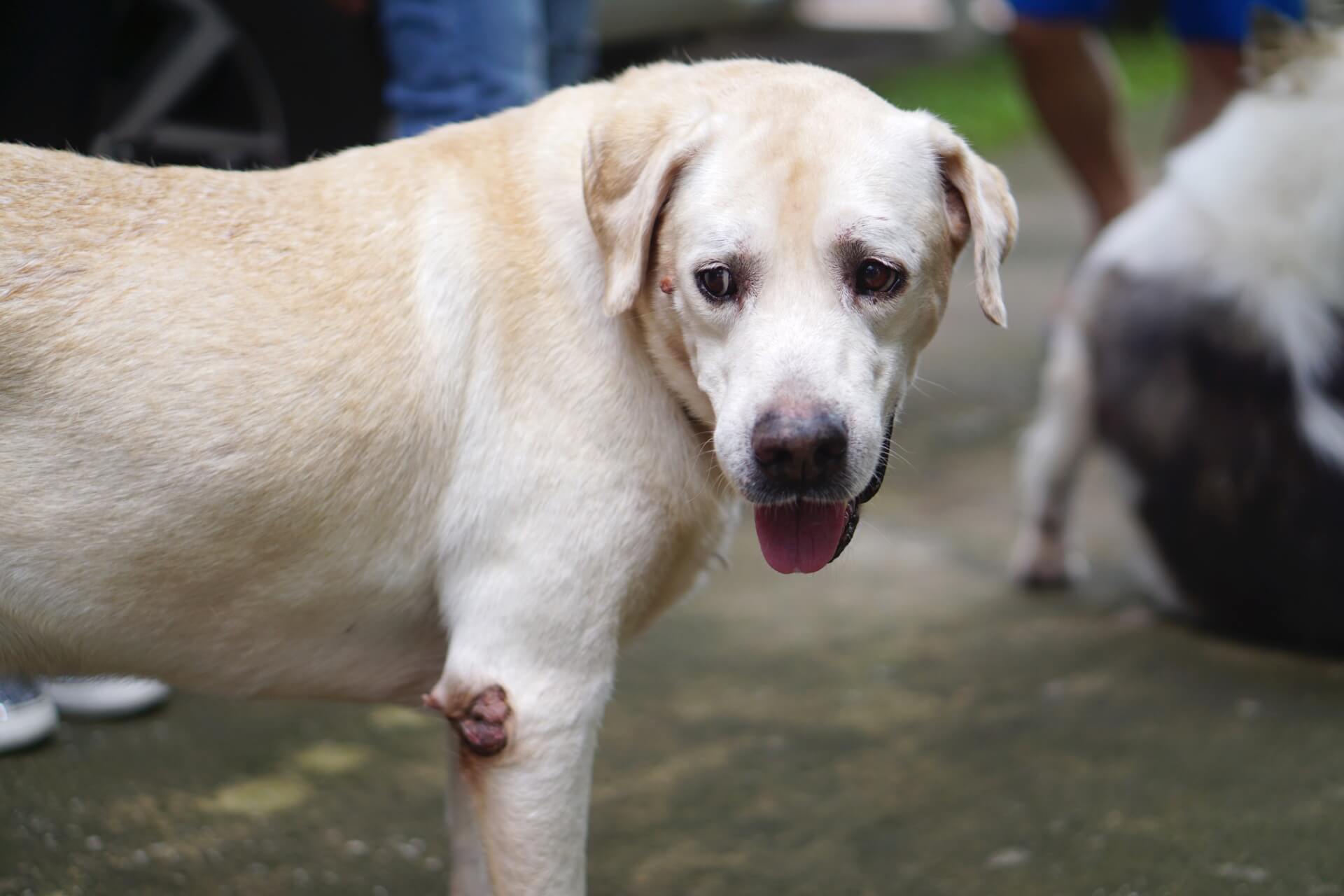 Knubbel beim Hat mein Hund einen Tumor oder gibt es andere Auslöser?