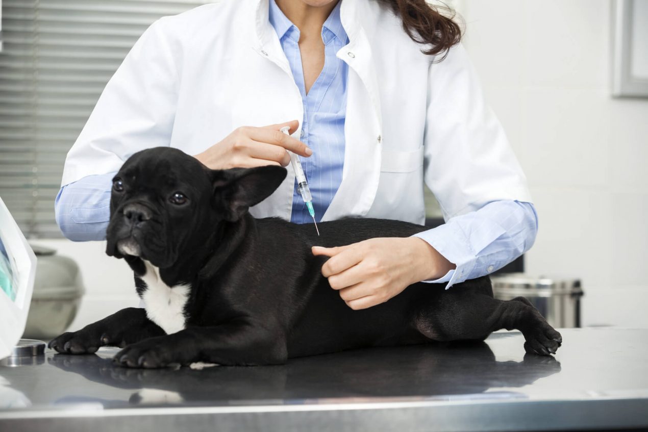 Knubbel beim Hund Hat mein Hund einen Tumor oder gibt es andere Auslöser?