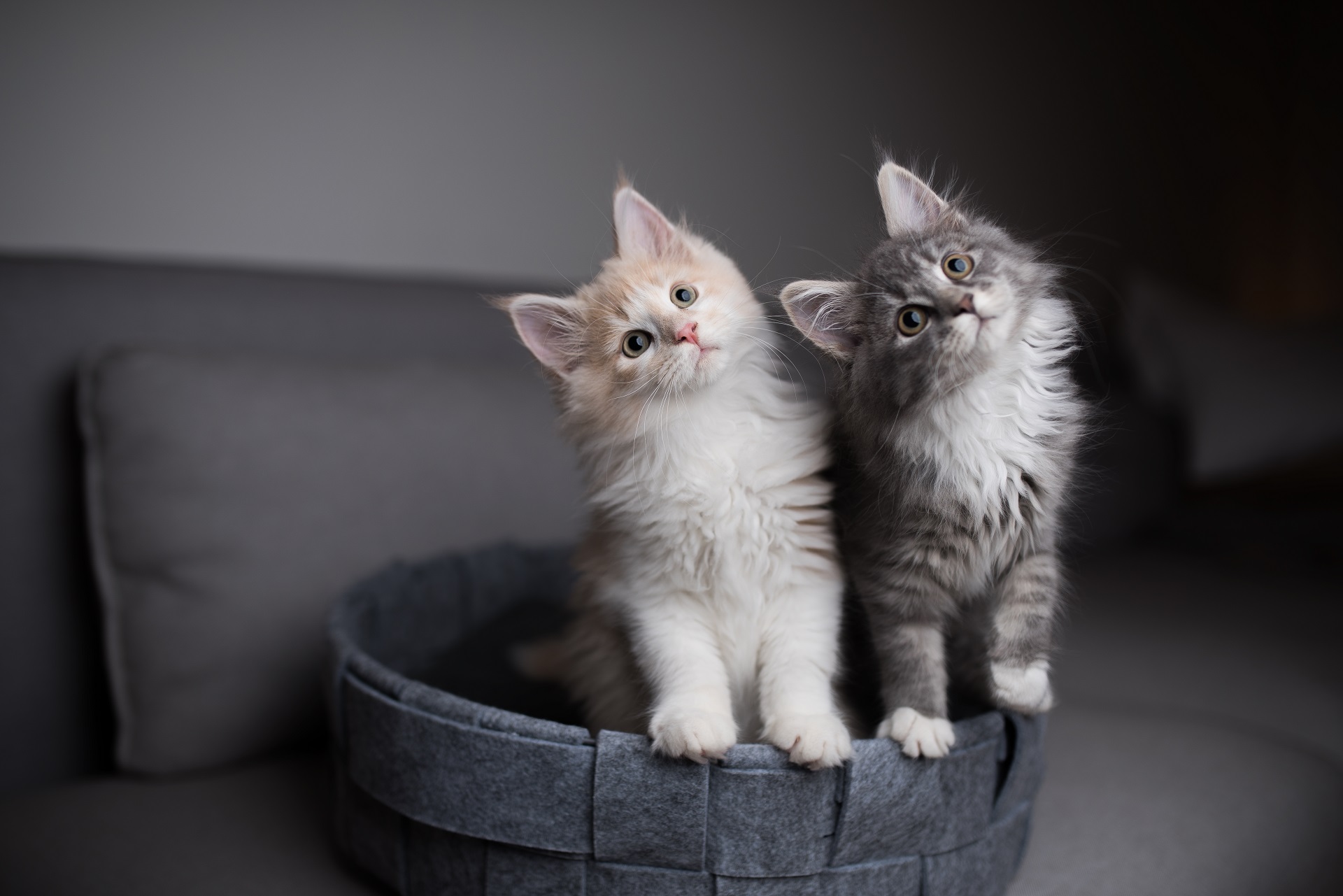 Royal Canin Kittenbox