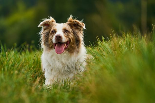 Borreliose beim Hund
