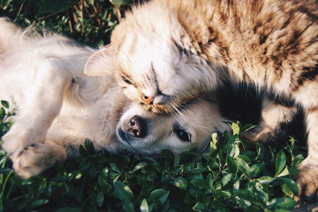 Abschied vom Haustier