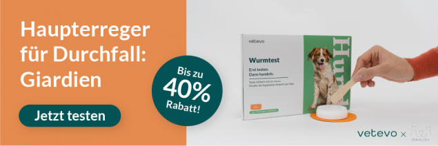 Durchfall beim Hund Giardien Test