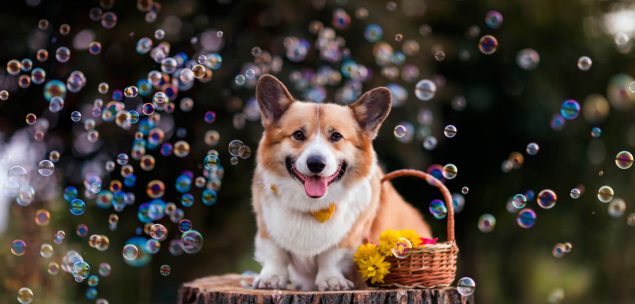 Trixie Bacon Seifenblasen Der Innovative Spielspaß für euren Hund