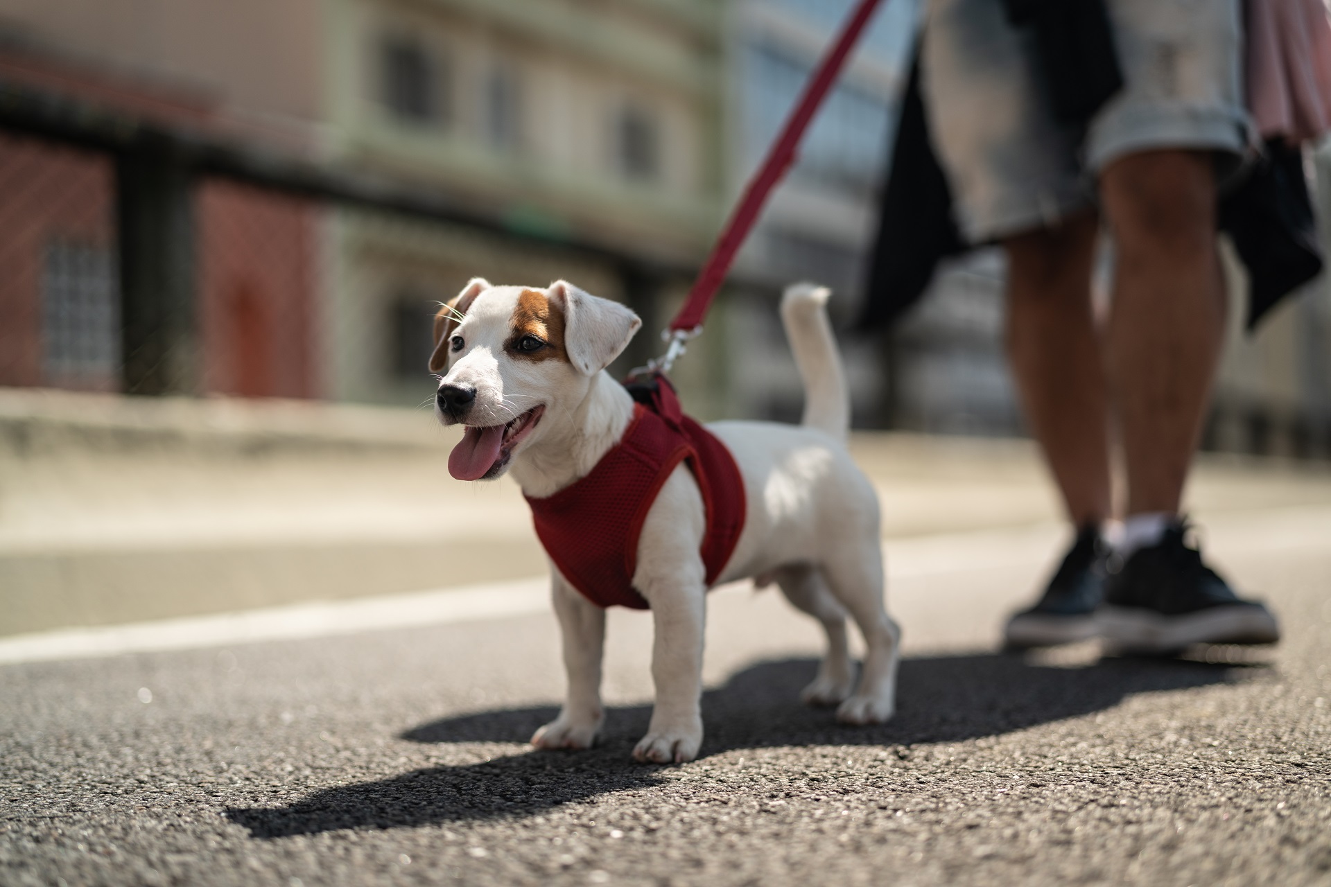 Kastration beim Hund So entscheidet ihr euch richtig!