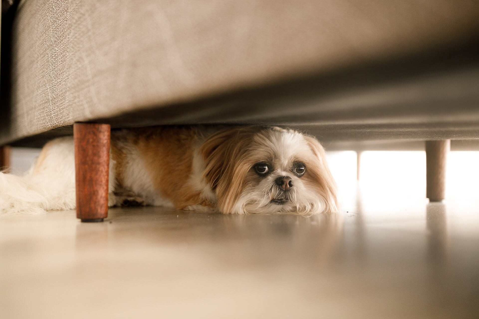 Stort univers Umeki tortur Euer Hund erbricht? Die Ursachen und Behandlung