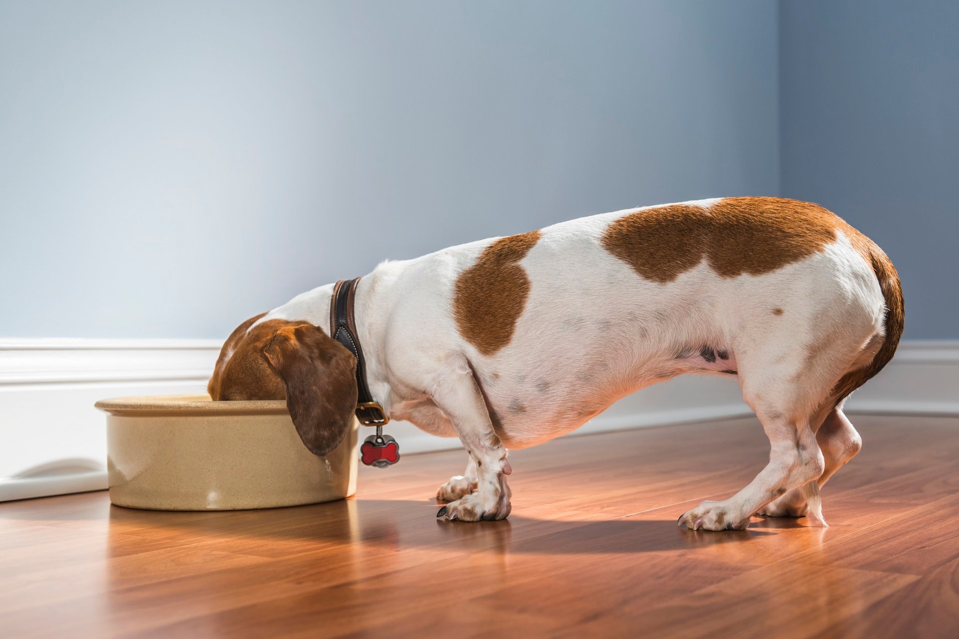 Stort univers Umeki tortur Euer Hund erbricht? Die Ursachen und Behandlung