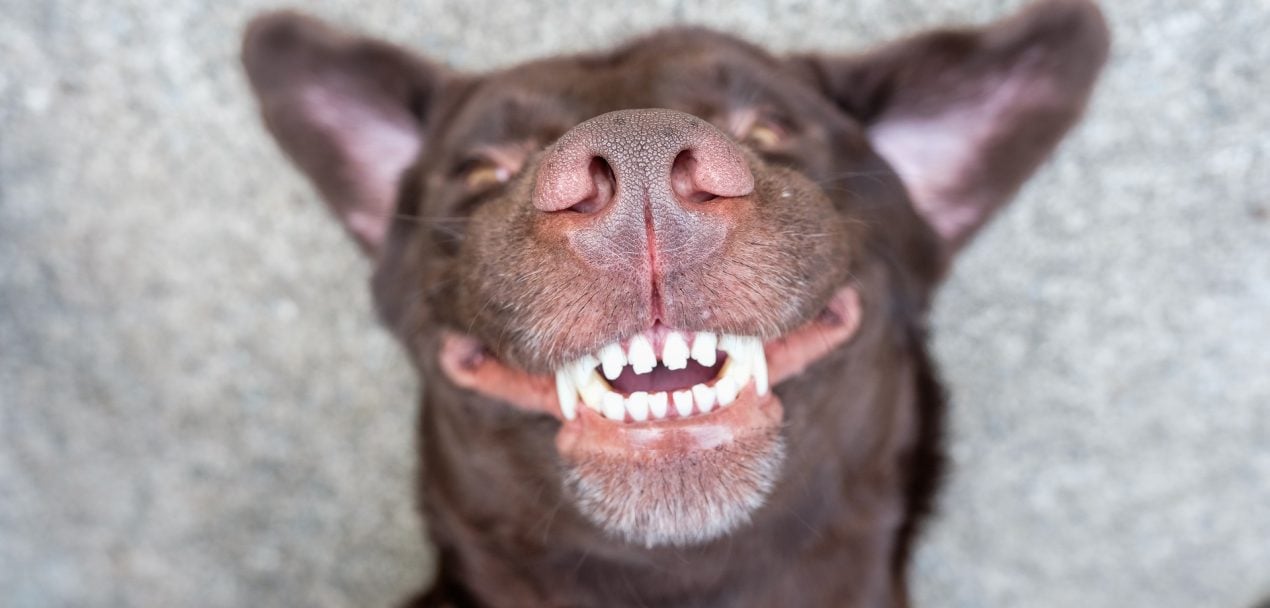 endelse billedtekst Flygtig Zahnpflege beim Hund: Zahnfleischentzündung und mehr vorbeugen