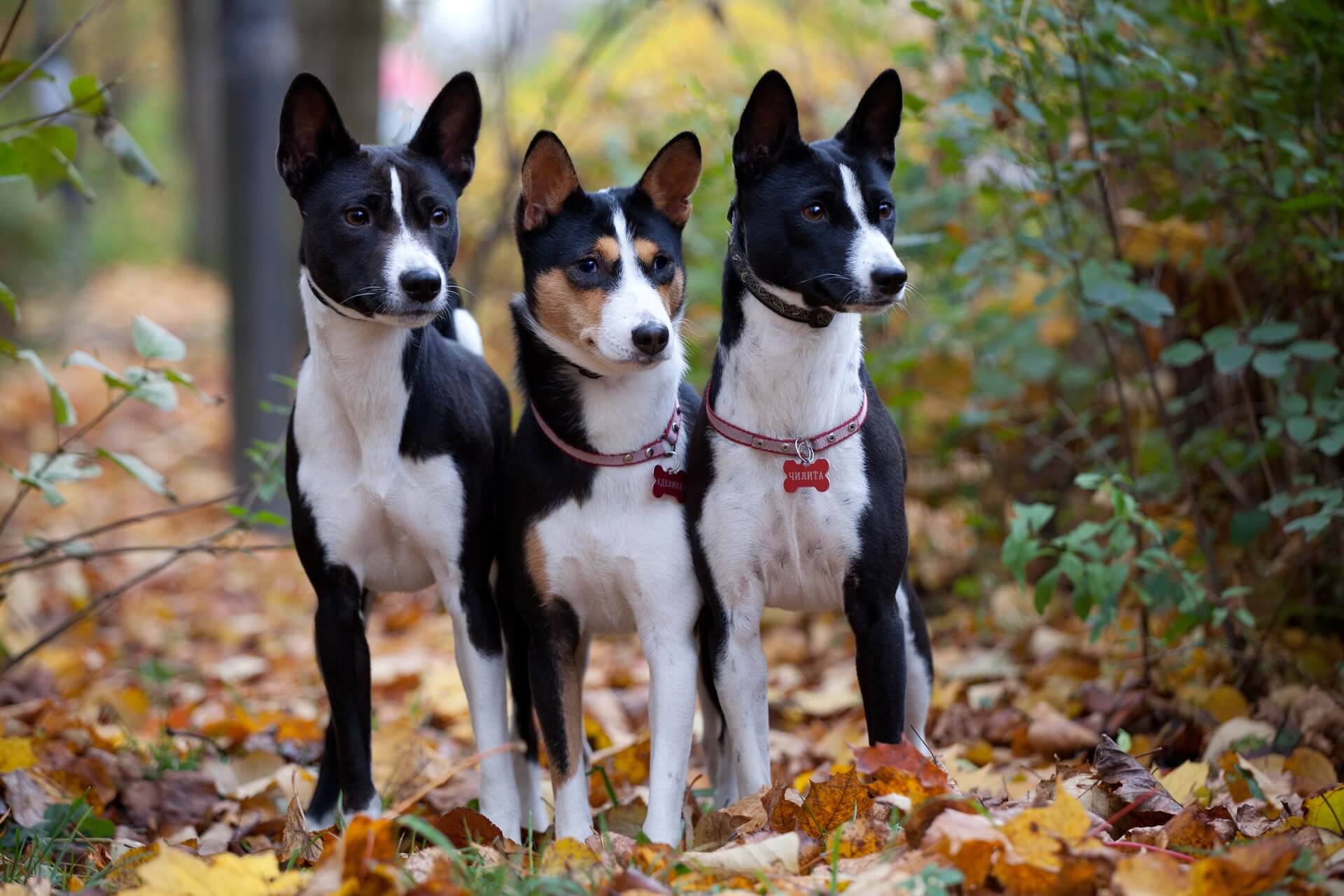 charme forklædt humane Intelligente Hunderasse: Das sind die 10 schlauesten Hunde