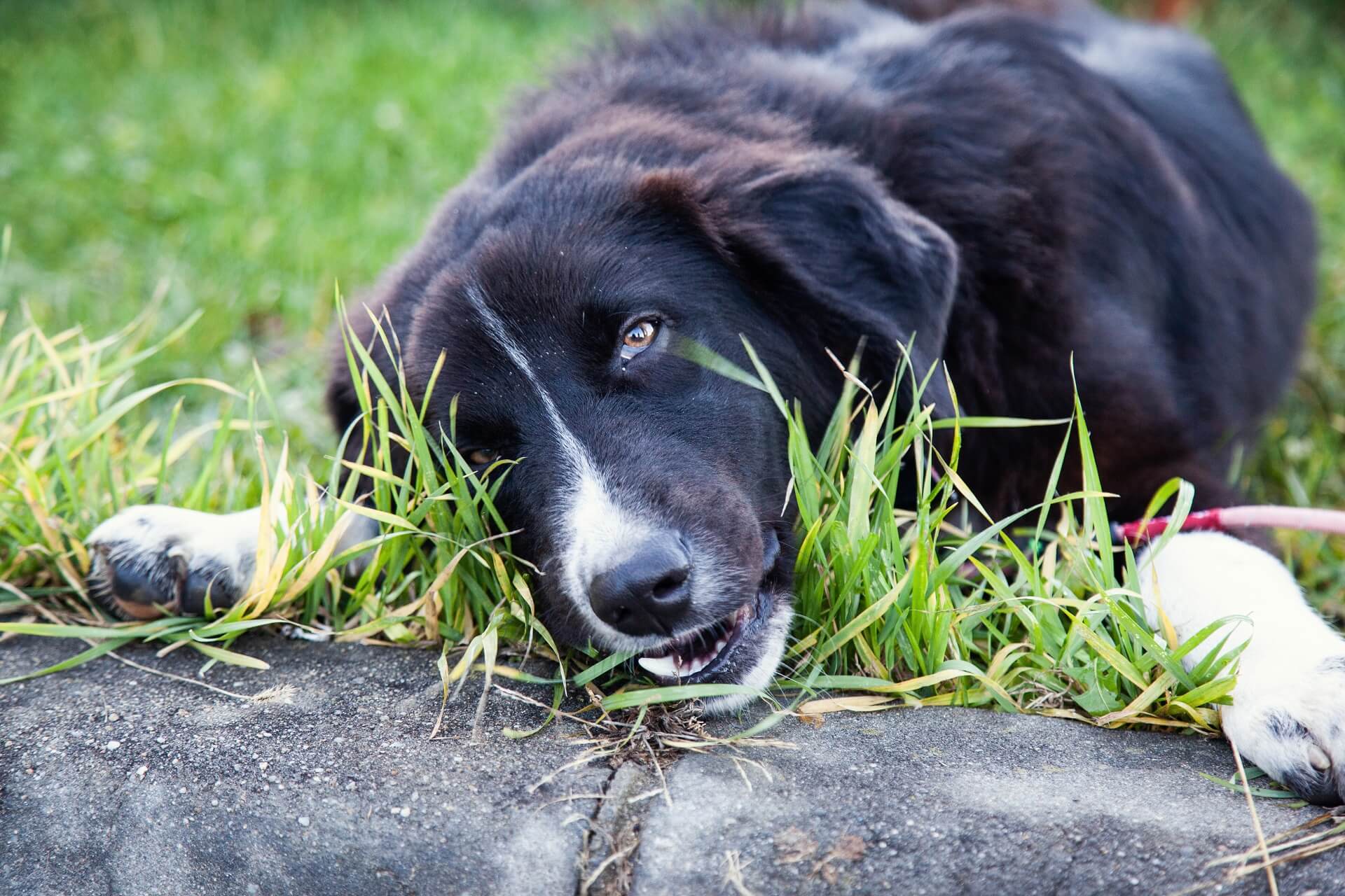 Hjælp nyt år Han Euer Hund erbricht? Die Ursachen und Behandlung
