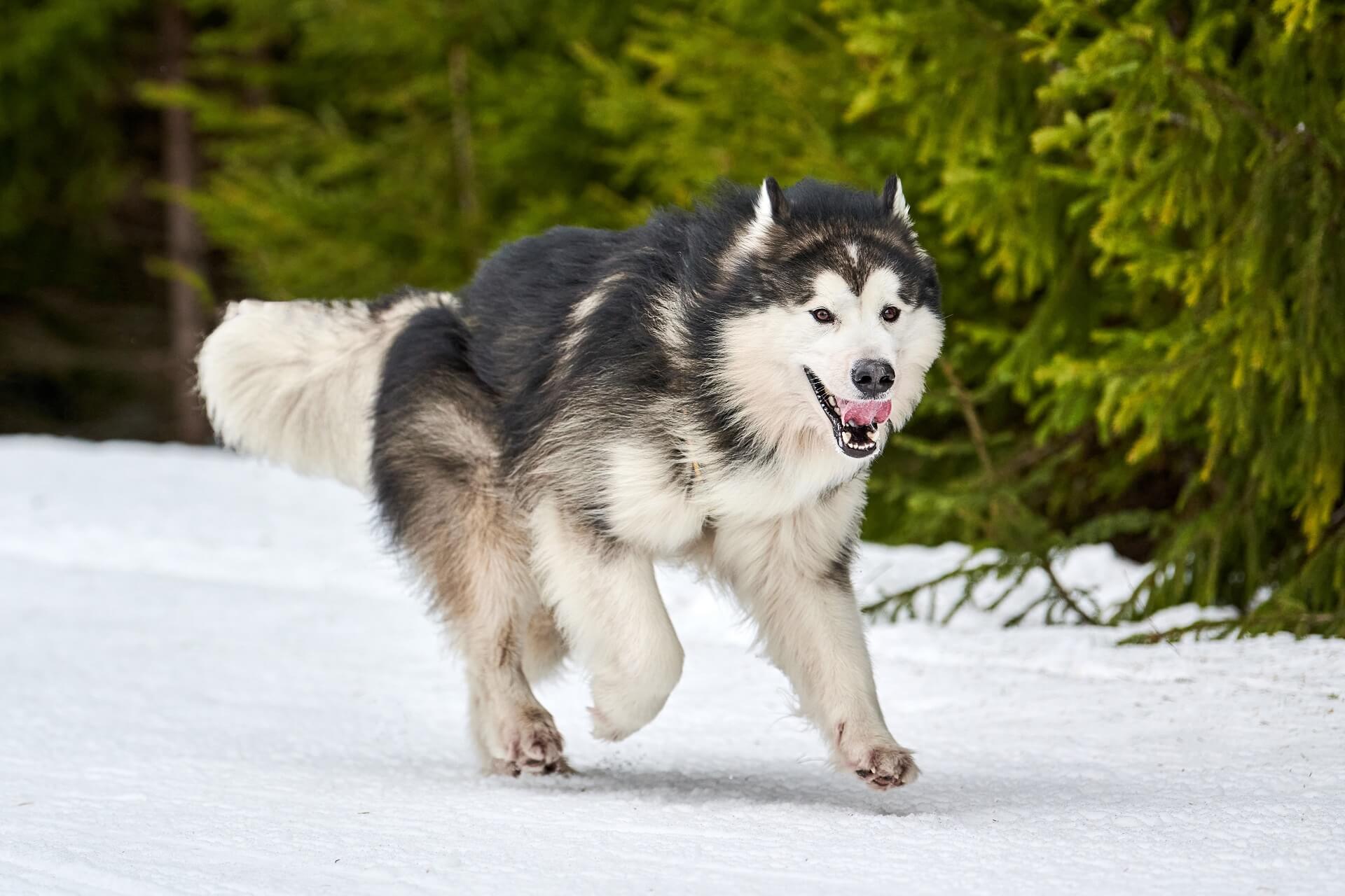 Alaskan Malamute Steckbrief Charakter, Pflege & Haltung