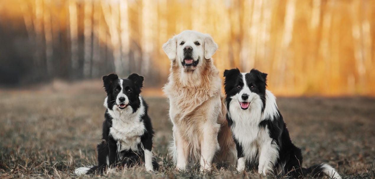 charme forklædt humane Intelligente Hunderasse: Das sind die 10 schlauesten Hunde