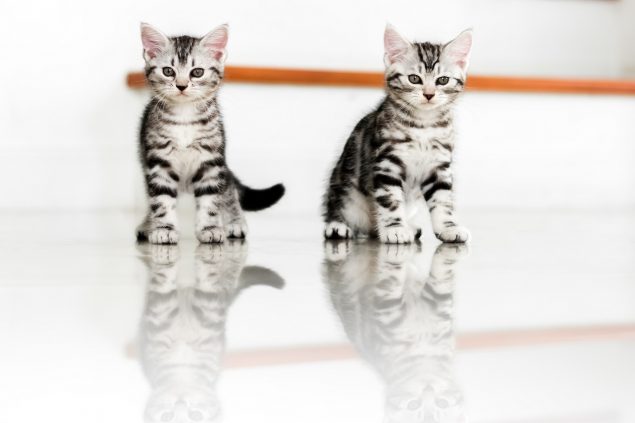 American Shorthair