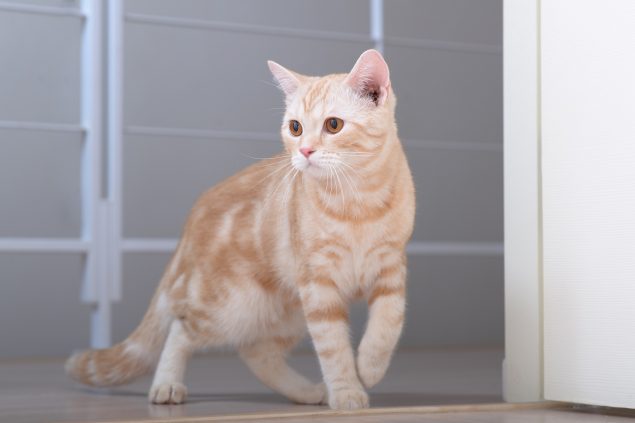American Shorthair