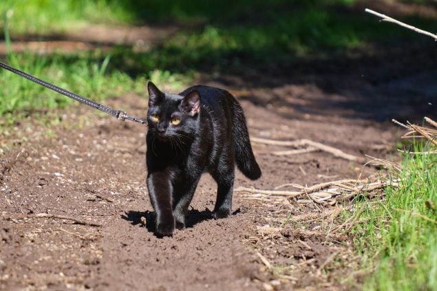 Mit Katze Gassi gehen