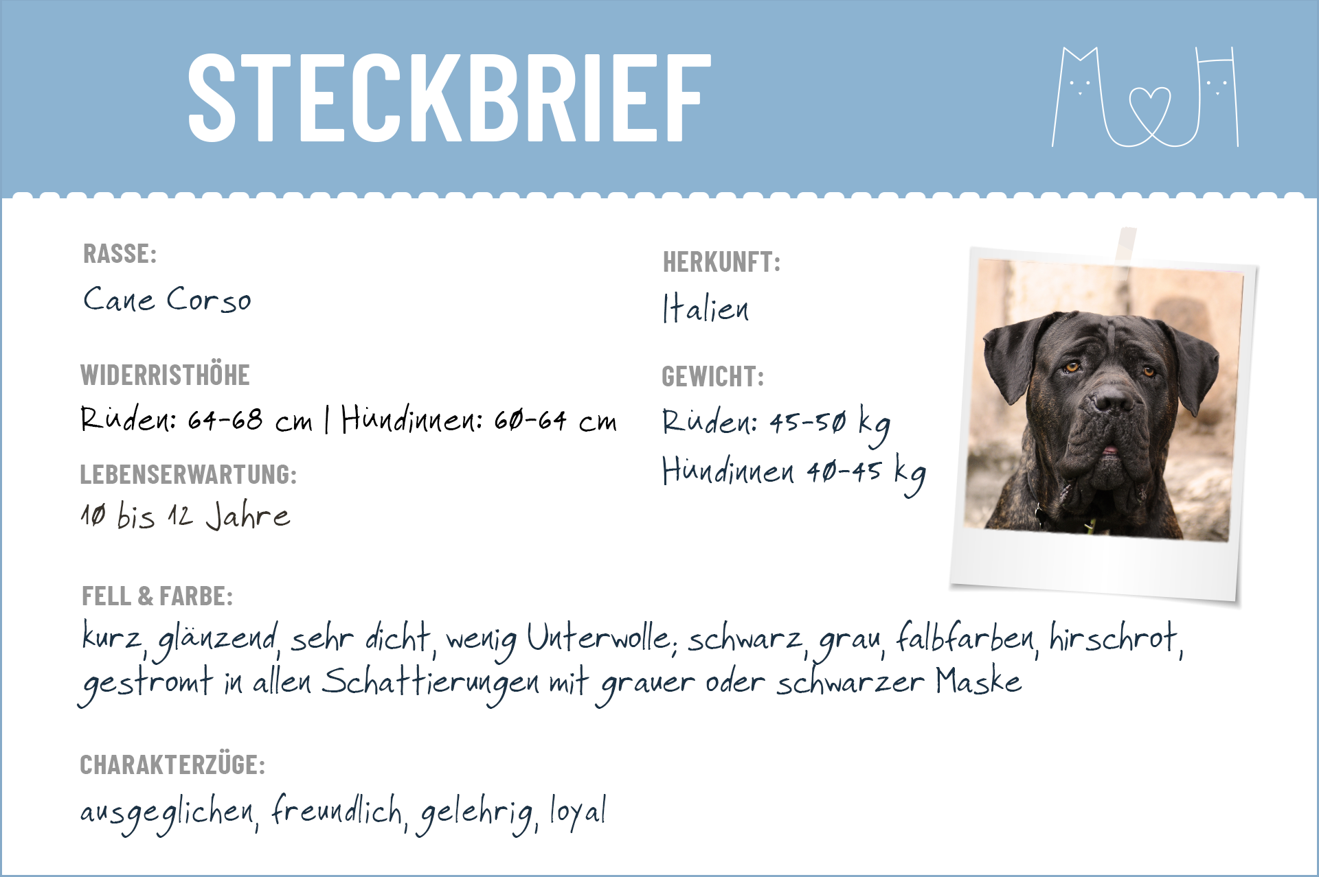 wie gross kann ein cane corso werden