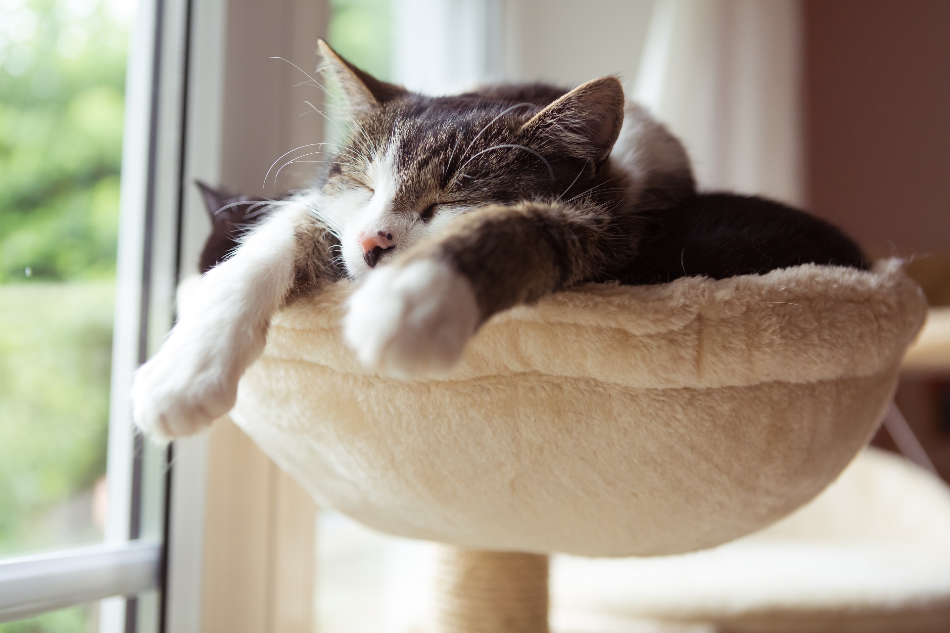 Die Katze schnurrt im Schlaf Warum macht sie das?